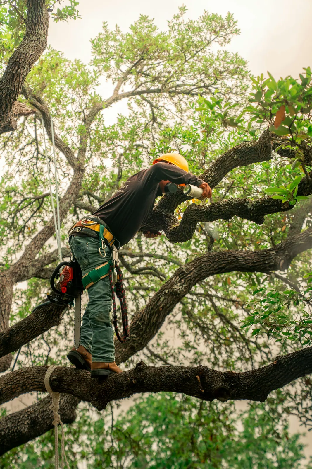 Arborista podando una rama con motosierra desde lo alto de un árbol