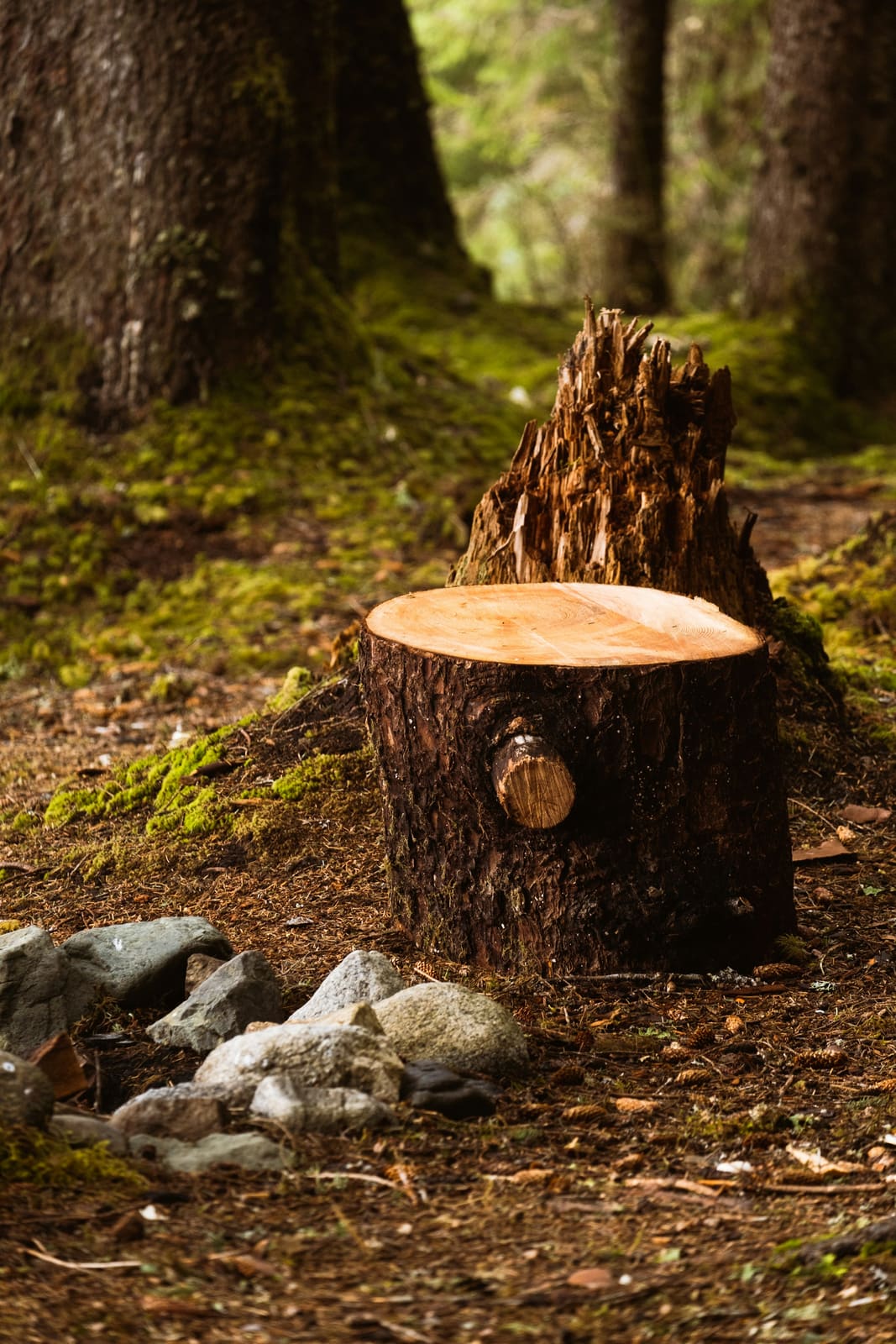 Tocón de árbol recién cortado en un claro de bosque