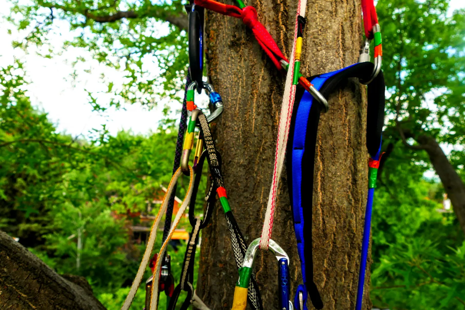 Arnés, cuerdas y mosquetones colgados del tronco de un árbol, equipo de trepa