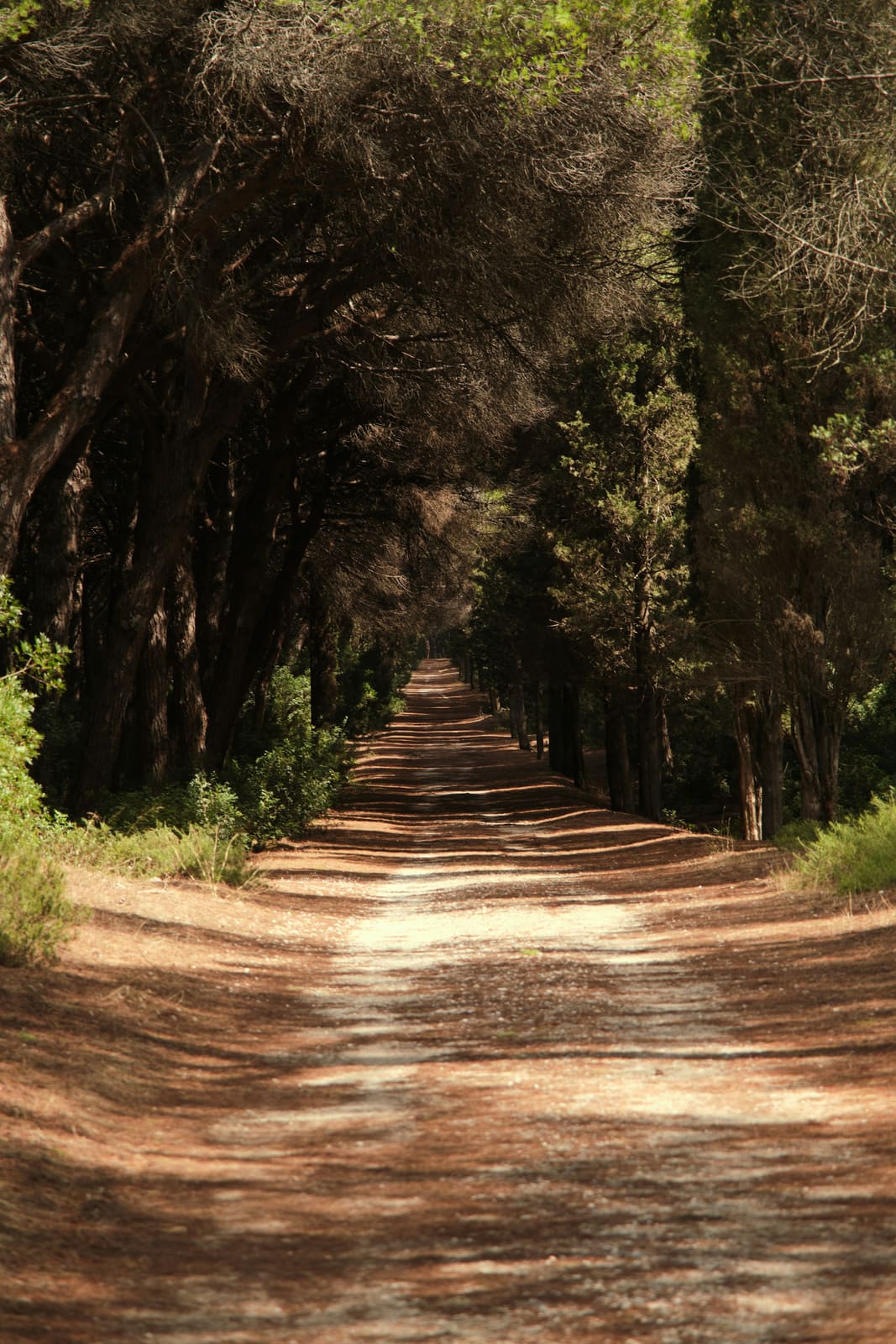 Camino de tierra entre pinos con el sotobosque limpio