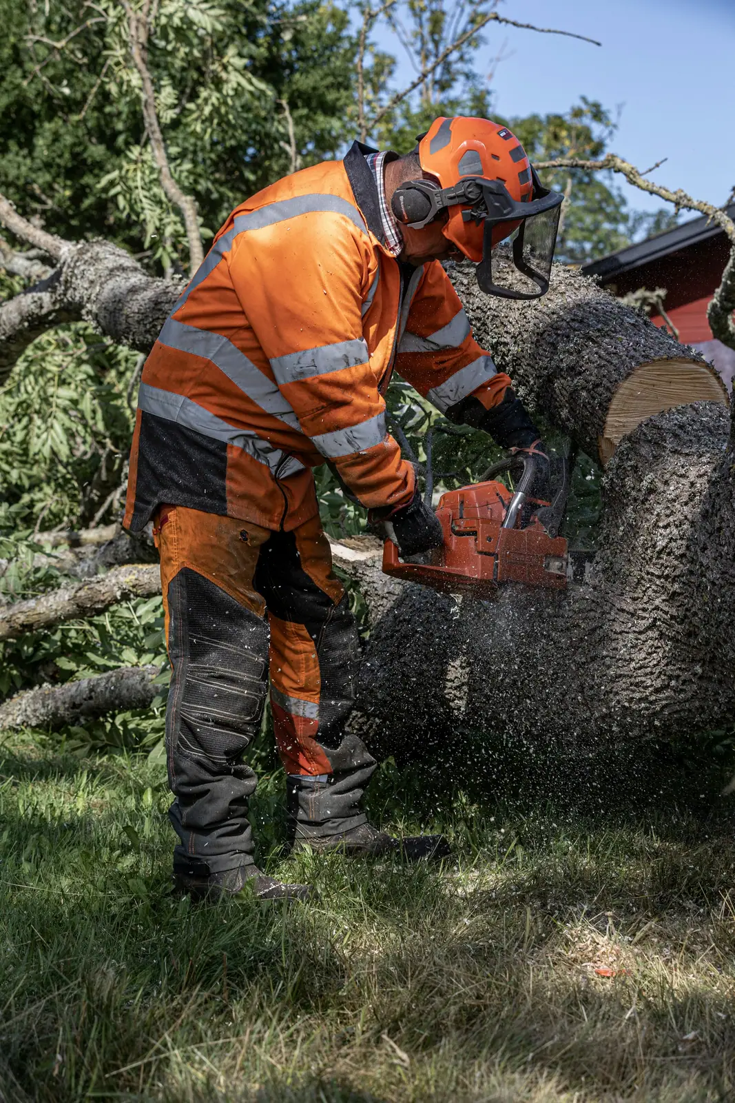 Operario con ropa de alta visibilidad cortando el tronco de un árbol caído con motosierra